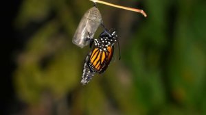 Звуки бабочек — появление бабочки из кокона