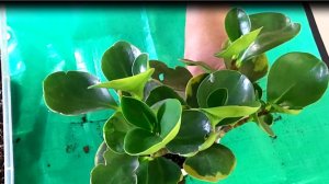 Пересаживаем растения. Что выросло из семян?