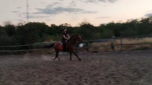 Обучение лошади. Конкур. Первые прыжки