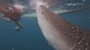 Филиппины (о.Себу, о.Бохол) Philippines (is. Cebu & Bohol)