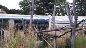 Зоопарк  - Гиббоны и Лемуры