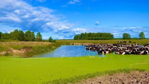Кровки в пруду у фермы🐮🐄🐄🐄🐄, с. Пеньки Талицкого района, Урал