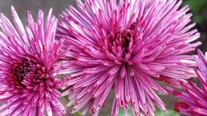 Бузков ёжик. Ранняя корейская хризантема.