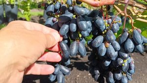 БРУНО И НАТАЛИ