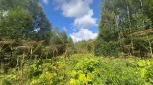 Осташево 4939