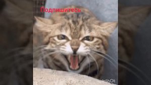 Коты воители