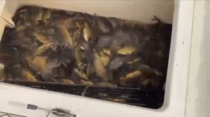 Запуск карпа в акваторию !!!