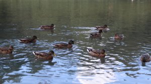 Памятник природы «Минеральный источник «Резванский»» (ООПТ)