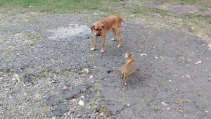 Боксирует кошка