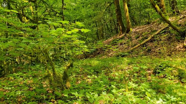 Пение птиц в утреннем лесу  Звуки природы