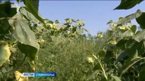 Ставропольцев предупредили о распространении опасного аллергена