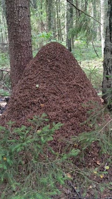 Муравейник