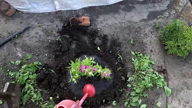 Пересадка монарды