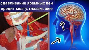 Компрессия яремных вен шеи вредит глазам, ведёт к глаукоме. Упражнения для шеи и глаз