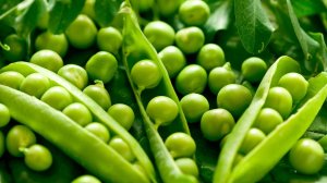 Огромный урожай ценного горошка - польза для человеческого организма!