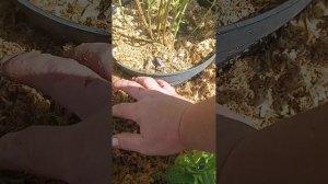 Пересадка саженца голубики сорта Мидер из р7 в 1,5 литровый горшок