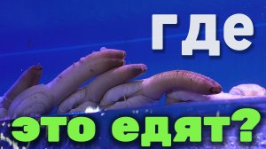 Попробовали вьетнамскую еду и настойку #travel #danang #vietnam #русскиевовьетнаме