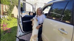 Собачки встречают хозяйку. Осторожно мошенники! 13.08.2025