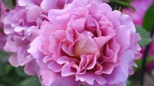 Drape - прекрасная роза от кутюр) шедевр из рук Дзунко Кавамото