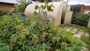 Дача. 13.08.2025