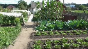 Работы с клубникой в середине августа