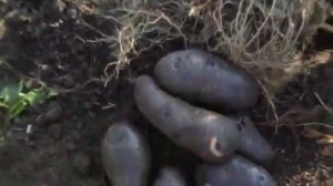 Сорт картофеля Улыбка ночи. Красивая)))