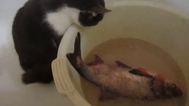 Прикол котик и рыбка
