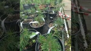 Сосны горные Мопс и Лилипут