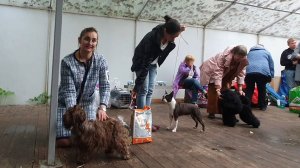 29.06.2025, СПб. Клуб "Стандарт-1" (РКФ, РФСС). Выставка собак CAC 9 группы FCI