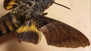 БРАЖНИКИ: 480. Macroglossum faro