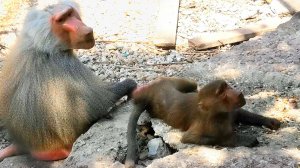 Турист думал что японцев съели львы. В каждой стае свой изгой.  Дед ухаживает за Габи. ДОМ2. Тайган