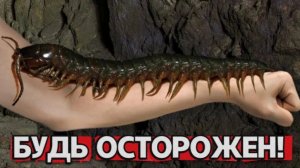 Самые опасные существа на планете