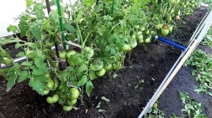 Безрассадные помидоры начинают поспевать к середине августа