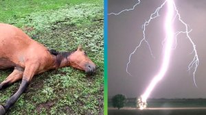 Разряд молнии попал в табун лошадей в Башкортостане