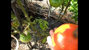 Помидоры ДАР СИБИРИ