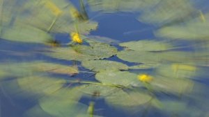 Ambient Lake Music 1080p 60 fps • 54-Min Relax Soundscape | Летнее озеро