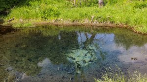 Памятник природы «Восходящие родники на реке Тирекрея» (ООПТ)