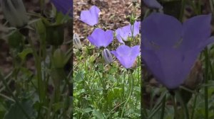 Сад радует да же в августе.