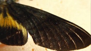 БРАЖНИКИ: 481. Macroglossum glaucoptera