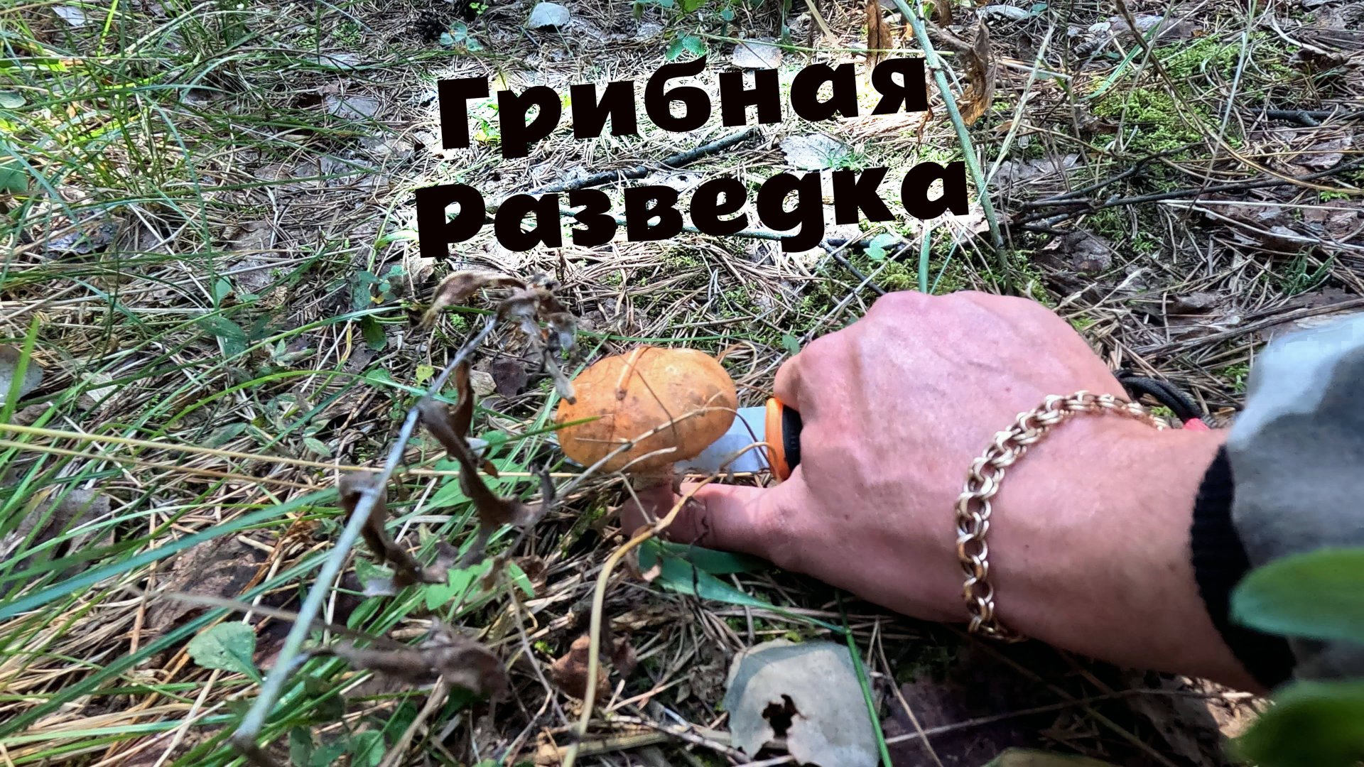 Пошёл в лес проверить грибы. И их очень мало! Подосиновики маслята рыжики волнушки и сырой груздь