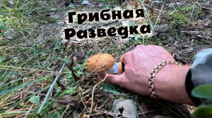 Пошёл в лес проверить грибы. И их очень мало! Подосиновики, маслята, рыжики, волнушки и сырой груздь