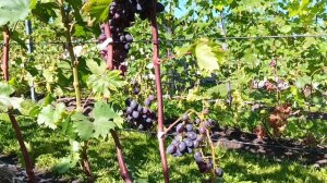 ЧЁРНЫЙ ХРУСТАЛЬ И БРАВИССИМО