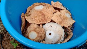 Тихая охота за рыжиками.