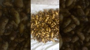 Картофель Золото Майя, Сумеречный Майя, Дикий Аня. Сезон копки 2025 открыт))