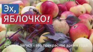 Рецепт варенья из яблок с базиликом и мятой