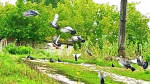Что привлекло птиц? Так вот, чего ждали голуби!