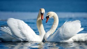 Baiser Français DNDM ..автор ролика Светлый