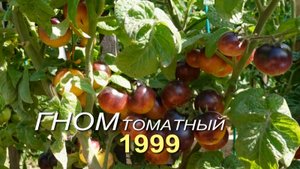 Томатный гном 1999. Обзор сортов ТОМАТОВ!