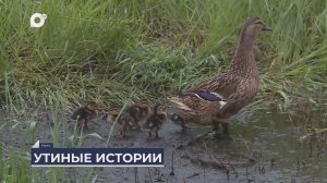 Дальний Восток на связи / О спасении утиной семьи в Якутии