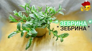 Традесканция "ЗЕБРИНА".